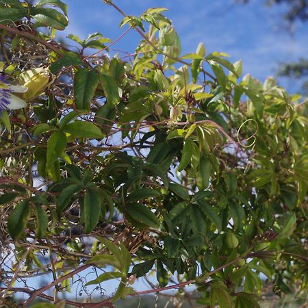 אל קסטיו דה לאס גוארדאס Villa Saudade, Casa Entre Encinas מראה חיצוני תמונה